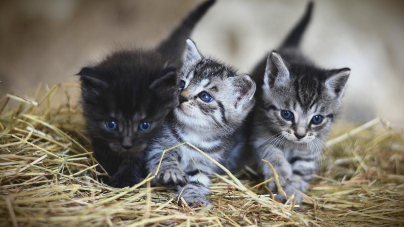 Chatons