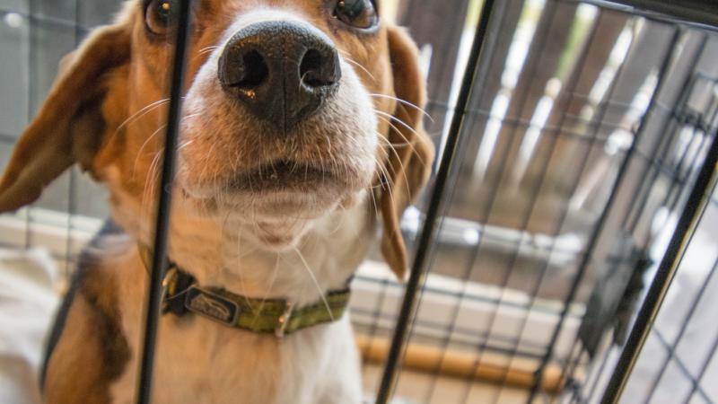Chien dans cage