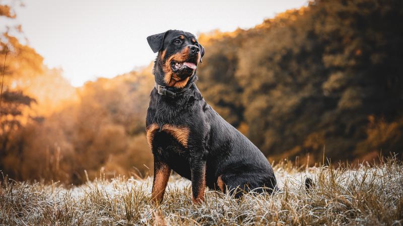Rottweiler