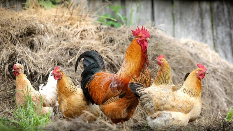 Poules et coq