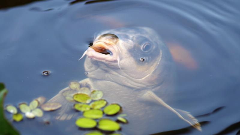 Poisson dans l'eau